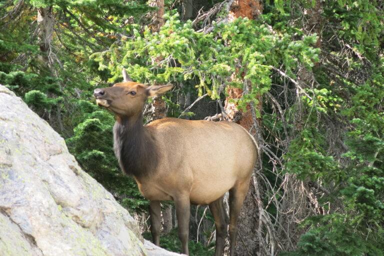 Top Hikes In Rocky Mountain National Park