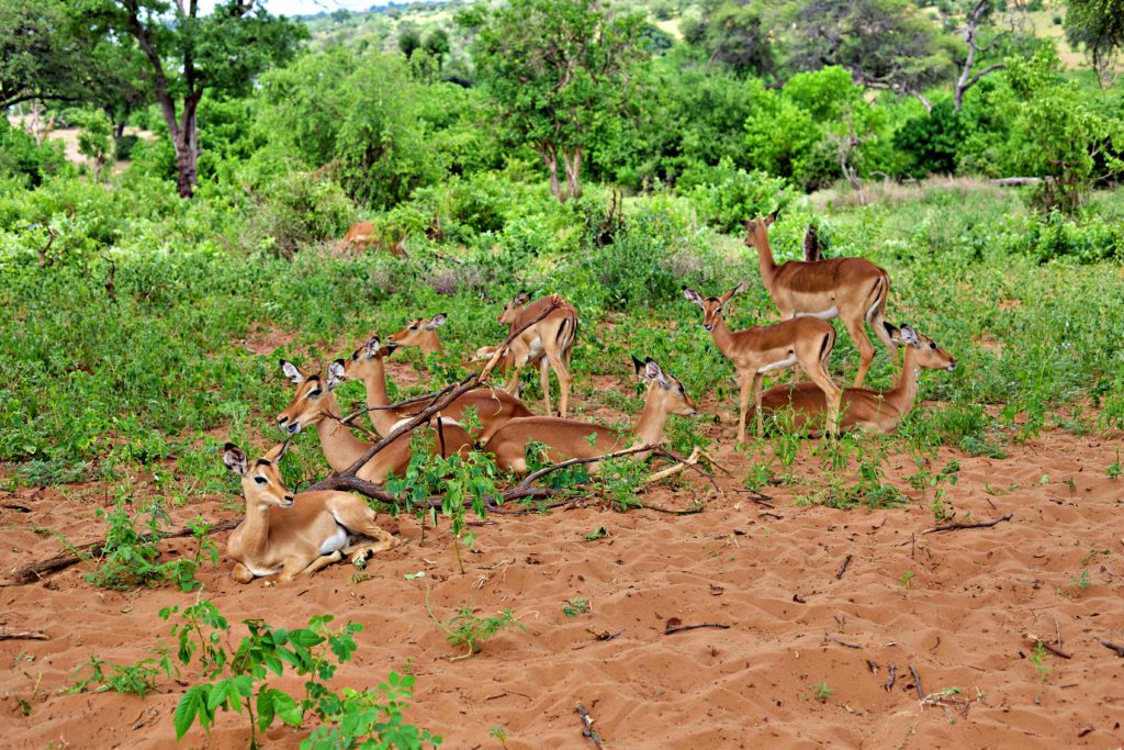 Red Lechwe at Chobe National Park