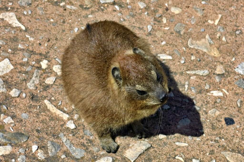 Spotted a dassie at Table Mountain