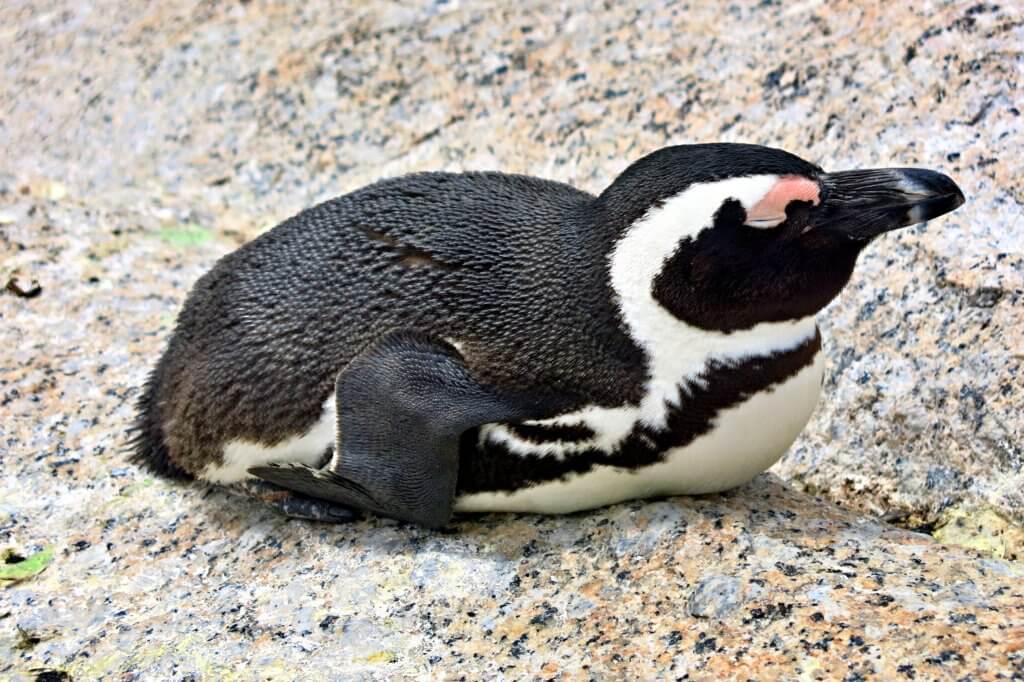 A cute Penguin at Boulders Beach