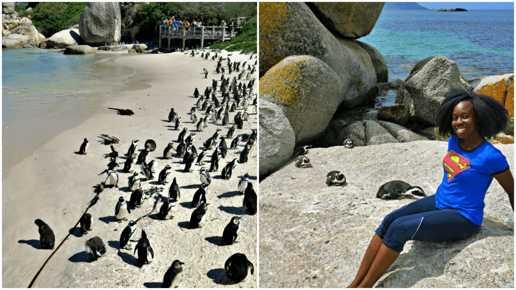 With African Penguins in Boulders Beach