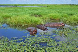 Hippos on river cruise in Botswana